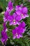 Beautiful Purple Dendrobium Orchid Flowers