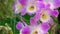 Beautiful purple dendrobium orchid flowers close up. Blooming decorative plant.