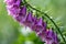 Beautiful purple digitalis foxglove flowers with a bright bokeh background