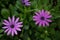 Beautiful purple dimorphotheca in garden. Closeup of blossom of African daisy.