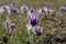 Beautiful purple Eastern pasque flower with morning dew in early spring