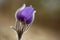 Beautiful purple Eastern pasqueflower Pulsatilla patens