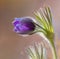 Beautiful purple Eastern pasqueflower Pulsatilla patens blooming in the Bulgarian nature