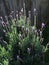 Beautiful purple English lavender under the sunshine