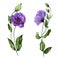 Beautiful purple eustoma flower lisianthus in full bloom on a green stem with leaves and closed buds. Botanical set.