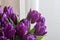 Beautiful purple festive tulips near the window.