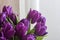 Beautiful purple festive tulips near the window.