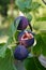 Beautiful purple figs on the branch