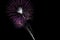 Beautiful Purple Fireworks Bursts Black Sky