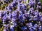 Beautiful purple floral background. Macro shot of ground cover pyramidal bugle Ajuga pyramidalis `Purple Crispa` with the pale