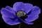 Beautiful Purple flower Anemone