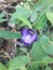 A beautiful purple flower that blooms in the forest in Sri Lanka