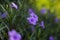 Beautiful purple flower with blurry leaf background