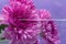 Beautiful purple flower, chrysanthemum under water. Background and screen saver. Background picture. Screensaver on the desktop