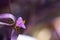 Beautiful purple flower closeup background with dreamy blur