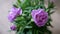 Beautiful Purple Flower Crysanthemum Closeup