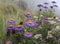 Beautiful purple flower group with yellow centre.