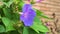 Beautiful purple flower Ipomoea purpurea with green leaves on a brick wall background.