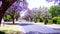 Beautiful purple flower Jacaranda tree lined street in full bloom.
