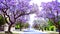 Beautiful purple flower Jacaranda tree lined street in full bloom.