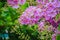 Beautiful purple flower of Lagerstroemia speciosa (giant crape-m