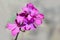 Beautiful purple flower Lunaria annua, called honesty Dollar plant, Moonwort