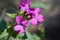 Beautiful purple flower Lunaria annua, called honesty Dollar plant, Moonwort