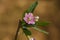 Beautiful purple flower of lycium barbarum, wolfberry or goji plant. soft focused macro shot