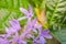 Beautiful Purple Flower, Sandpaper vine or petrea flower on Bokeh Nature Background, Horizontal image