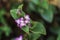 Beautiful purple flower Tradescantia cerinthoides Kunth, close up