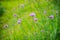 Beautiful purple flower of Verbena bonariensis, also know as pur