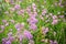 Beautiful purple flower of Verbena bonariensis, also know as pur