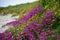 Beautiful purple flowers along the coast of Griffiths Island in Victoria
