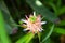 Beautiful purple flowers bloom around the dwarf pineapple fruit