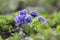 Beautiful purple flowers Campanula alpina Jacq, Alpine bell in the Carpathians, Marmarosi massif. Campanula alpina is a species of