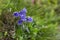 Beautiful purple flowers Campanula alpina Jacq, Alpine bell in the Carpathians, Marmarosi massif. Campanula alpina is a species of