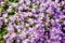 Beautiful purple flowers grouping in a spring season at a botanical garden, for background.