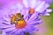 Beautiful purple flowers honey bee pollinate mirco photo vibrant