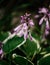 Beautiful purple flowers hosta, funkia on a green blurred background close-up. Decorative garden plant with large green