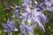 Beautiful purple flowers of hosta plantain lilies or giboshi