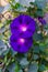 Beautiful purple flowers Ipomea. A climbing plant to decorate the garden