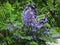 Beautiful purple flowers Jacaranda mimosifolia close-up.