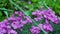 Beautiful purple flowers, moss phlox, mountain phlox, moss pink, dwarf phlox, phlox subulata, fringed pink, ground pink