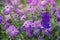 Beautiful purple flowers petunia, amazing wallpaper