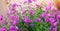 Beautiful purple flowers petunia, amazing wallpaper