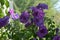 Beautiful purple flowers of petunia multiflora double. Small blooming garden on the balcony