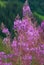 Beautiful purple flowers of rosebay willowherb or bombweed