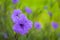 Beautiful purple flowers Ruellia siamensis J.B. Imlay or Hygrophila erecta Burm.f. Hochr, Ruellia Tuberosa Linn, Waterkanon,