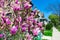 Beautiful Purple Flowers on a Sidewalk with a Row of Homes in Lincoln Square Chicago