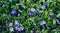 Beautiful purple flowers of vinca on background of green leaves. Vinca minor small periwinkle, small periwinkle, ordinary